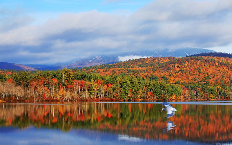 The Science Behind Fall Foliage